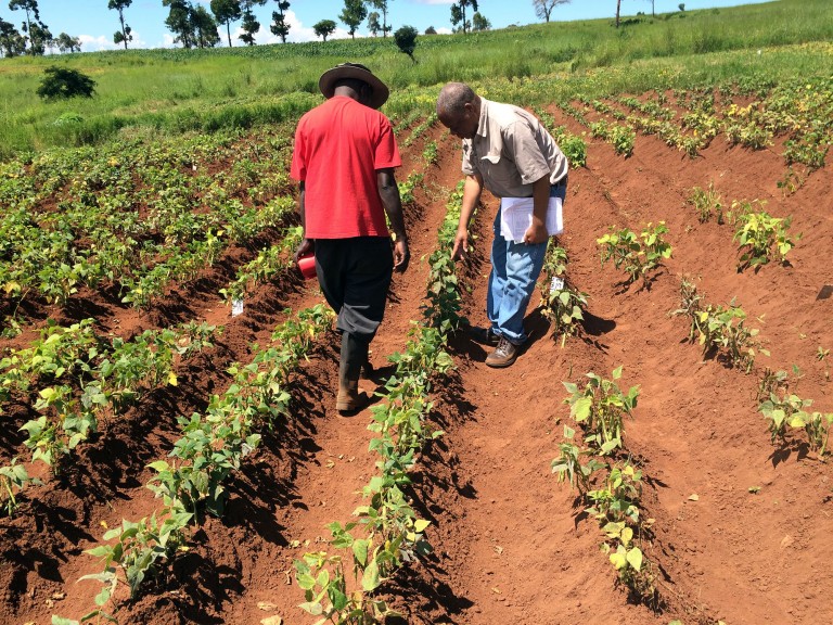 Advancing dry bean germplasm and cultivar development for resource poor