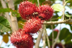 4. Rambután (Nephelium lappaceum)