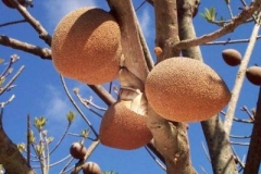 3. Mamey Sapote (Pouteria sapota)