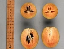 5. Chicozapote(Manilkara zapota)