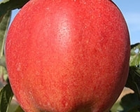 8. Manzana (Malus pumila)