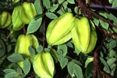 7. Carambola, starfruit (Averrhoa carambola)